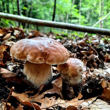 Mcastet, Casita Aranesa En El Valle De Aran Bossost Luaran gambar